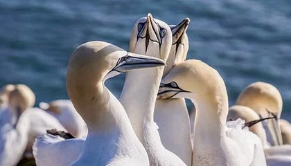 九五至尊VI-JDG发布对阵AL、WBG赛事语音：巴西我们来啦！！