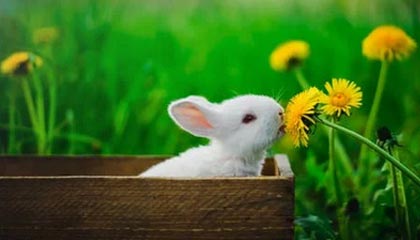 九五至尊VI-萨尔布吕肯乒乓球俱乐部:樊振东将在本赛季结束后离开球队